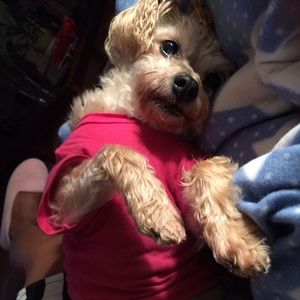 Meet your Posher, Jj